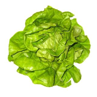 Kopfsalat grün