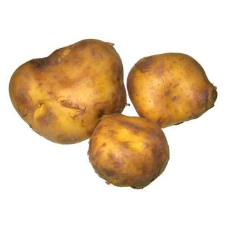 Frühkartoffel Sieglinde konv.