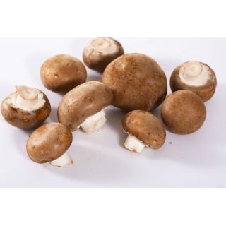 Champignons, braun
