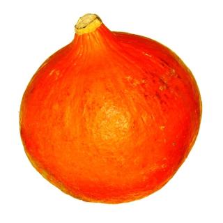 Hokkaido Kürbis