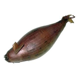 Schalotten