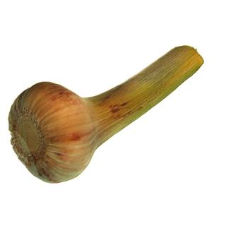 Knoblauch, weiß