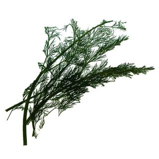 Dill