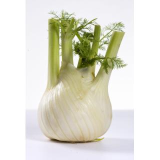 Fenchel