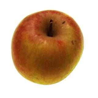 Apfel "Boskoop, rot"
