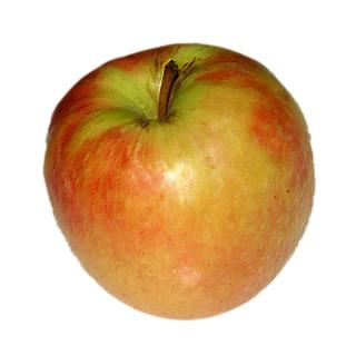 Apfel "Gravensteiner"