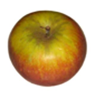 Apfel Sansa