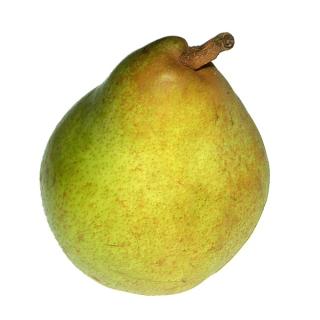 Birne "D''Anjou"