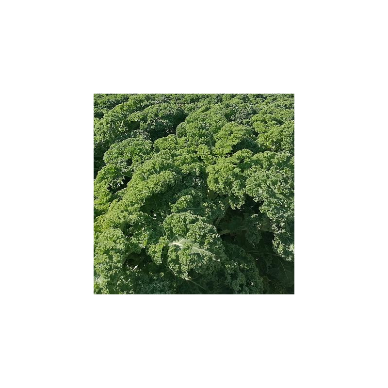 Grünkohl - vegetarisch oder mit Bregenwurst